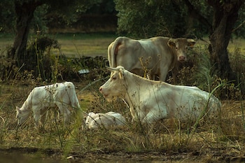 Vacas de la raza bovina blanca cacereña, autóctona y en peligro de extinción. (Rufonavarro/Wikimedia Commons)