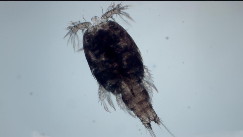 Los investigadores registraron los hallazgos en la plataforma de acceso abierto Ocean Census NOVA mediante taxonomía integrativa. (The Nippon Foundation-Nekton Ocean Census / Schmidt Ocean Institute)
