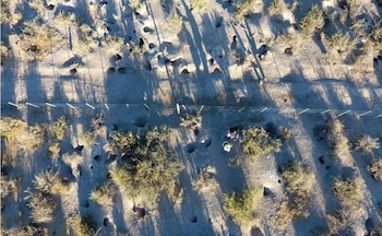 Masacre Pingüino Punta Tombo