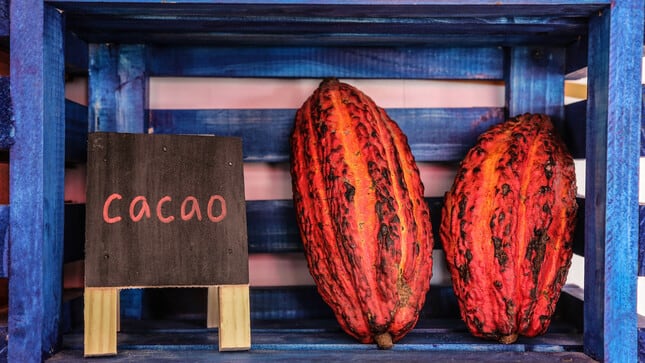 Europa, a la fecha, es el continente con mayor admiración por el cacao y sus derivados peruanos, pues aglomera el 34 % de las exportaciones.