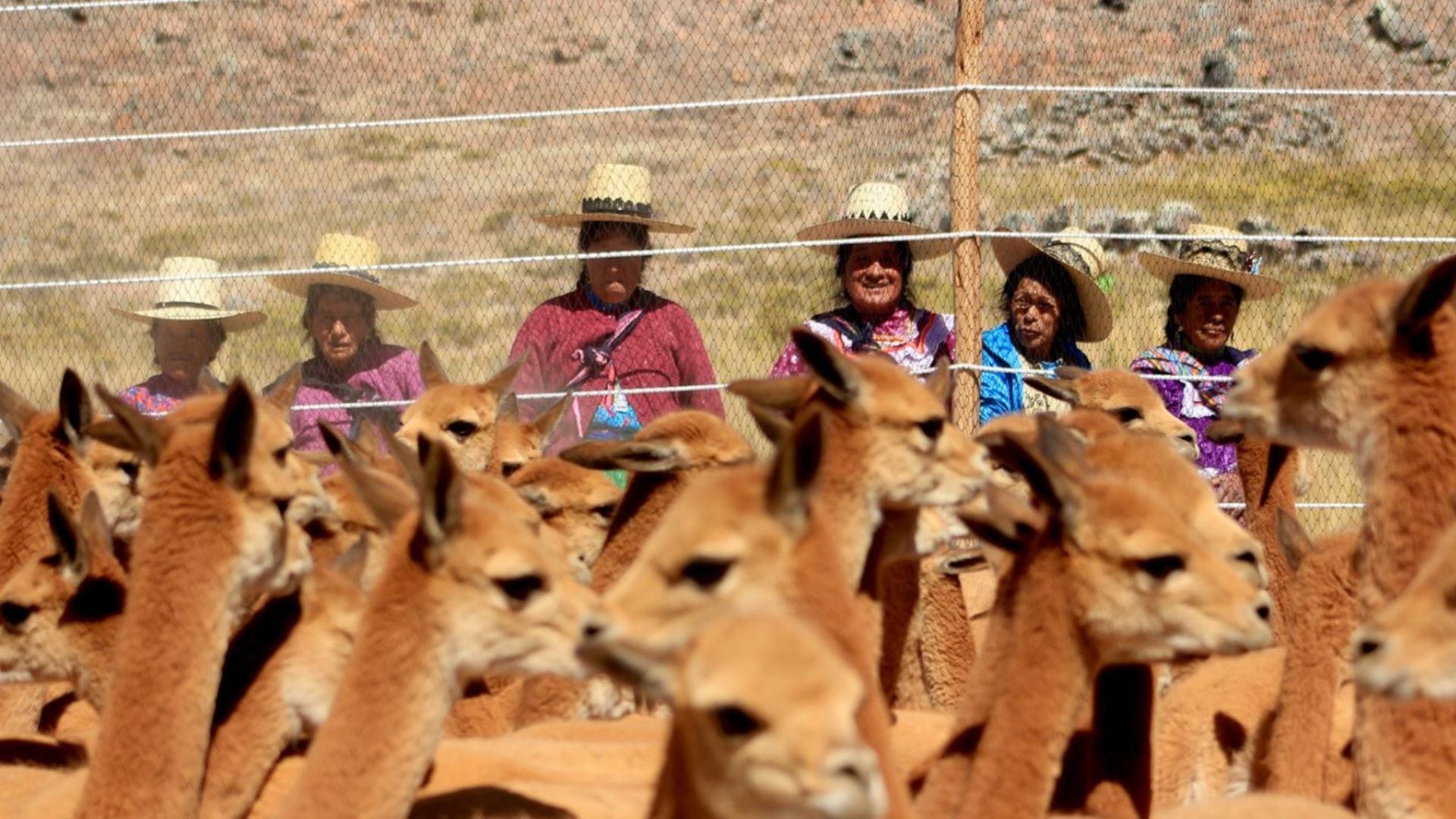 El Estado canalizó S/ 156.900 entre 2021 y 2026 para cuatro proyectos en Ayacucho, Junín y Arequipa orientados a procesar la fibra de vicuña y fortalecer la cadena posterior a la esquila.
