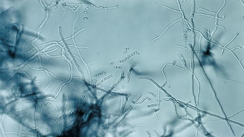 bacteria Streptomyces