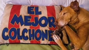 Bergantín, el perro que fue abandonado en Almería, dormido.