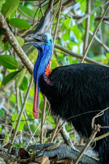Esta ave no voladora habita