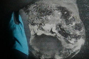 Primer plano de dos manos sosteniendo una mandíbula humana de color marrón claro con varios dientes visibles, sobre un fondo borroso de agua azul oscuro y un cielo nublado