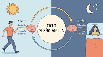 Ilustración del ciclo sueño-vigilia con un sol, una persona activa y el texto VIGILIA, y una luna, una persona durmiendo y el texto SUEÑO.