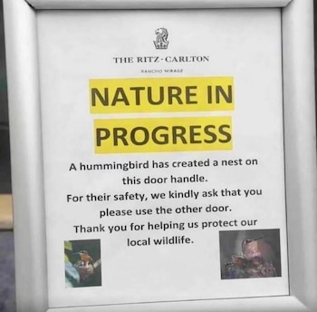El Ritz-Carlton Rancho Mirage cerró temporalmente una entrada para proteger el nido del colibrí y evitar alteraciones (TikTok)