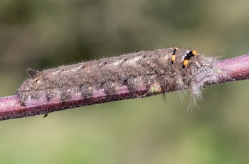 La presencia de Gastropacha quercifolia