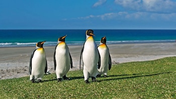 El pingüino rey es la