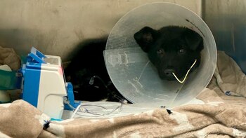 pastores alemanes, perros, razas de perros, animales, mascotas, noticias de animales, noticias de mascotas, rescate animal, abandono animal, maltrato animal