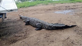 Un cocodrilo tendido sobre la tierra con la boca atada por una cuerda, situado junto al portón abierto de una camioneta blanca.