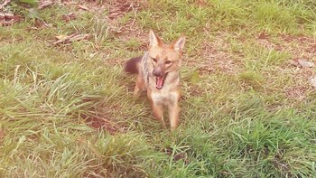 Run Run: Meet Lucila, the