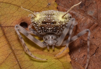 La araña Taczanowskia waska, hallada