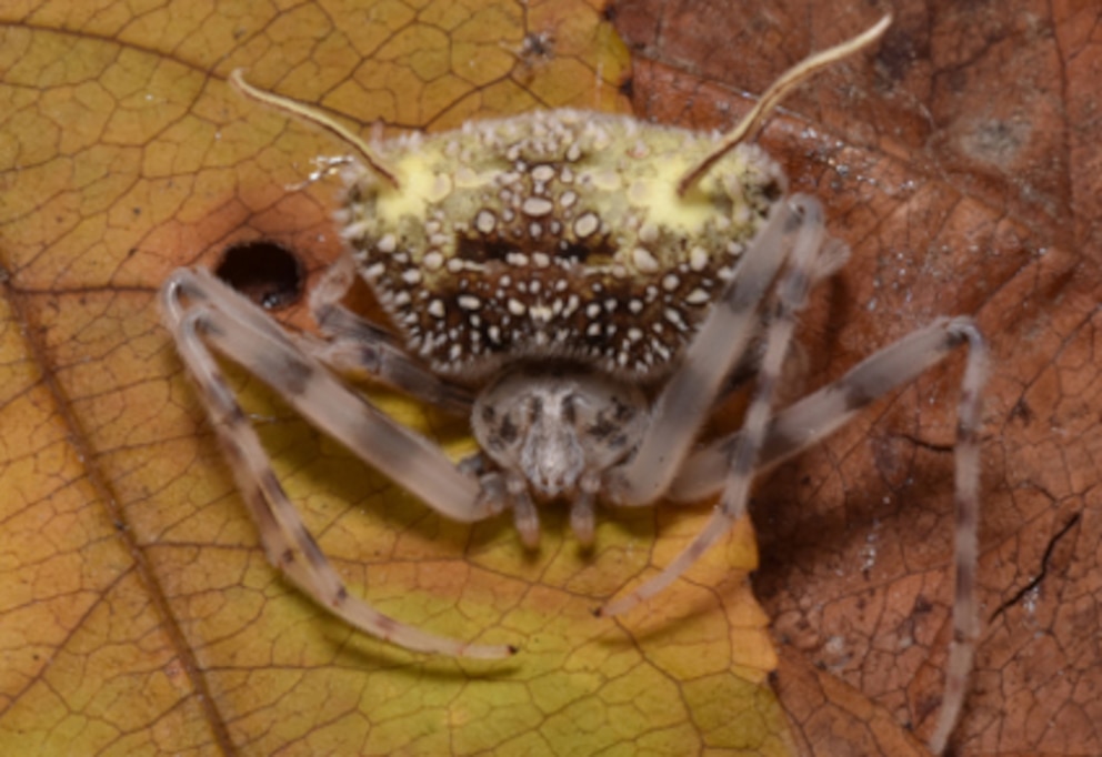 Araña amazónica sorprende al imitar hongo parásito
