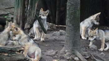 Foto: Juan Vicente Manrique/Infobae.