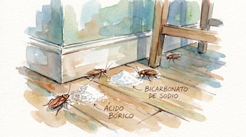 Dibujo de acuarela de cuatro cucarachas en el suelo de madera, junto a dos montones de polvo blanco etiquetados como ácido bórico y bicarbonato de sodio.