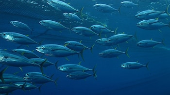 Océanos cada vez más cálidos: