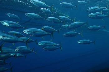 Banco de atún blanco. (Marc