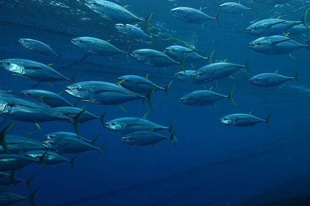 Banco de peces en el océano. (Marc Taquet/Wikimedia Commons)