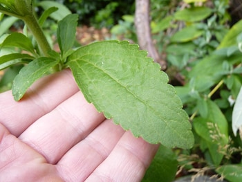 Planta de estevia (Foto: Wikipedia)