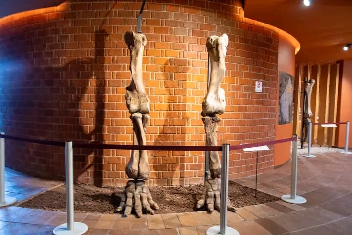 El nuevo recinto se estrena con altos estándares de conservación y una oferta didáctica pionera en torno a los antiguos habitantes de la zona. Foto: (Municipio de Tultepec)