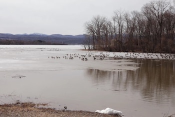 Vista panorámica de un río parcialmente cubierto de hielo con cientos de gansos. Árboles sin hojas en la orilla, montañas y un puente lejano bajo un cielo gris
