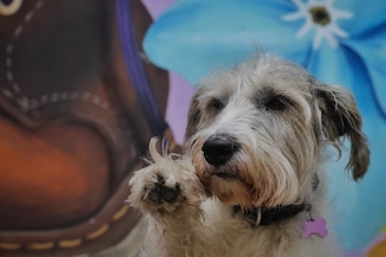 La esterilización gratuita de perros