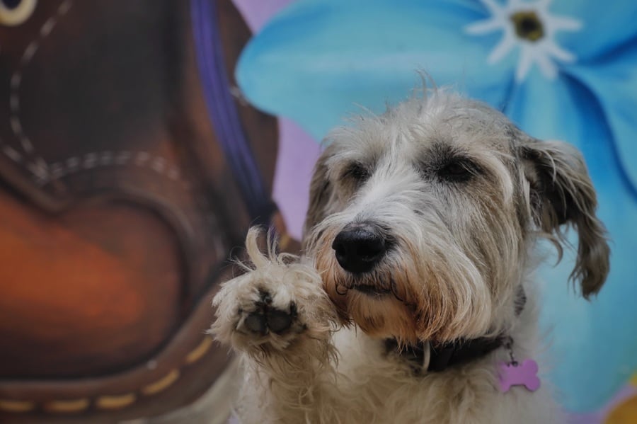 La esterilización gratuita de perros y gatos en Colombia ya es una política pública nacional, gracias a la entrada en vigor de la Ley 2374 de 2024 - crédito Ministerio de Ambiente