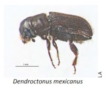 Gusano descortezador (SEMARNATH)