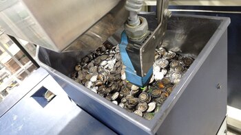 Así se ven las monedas