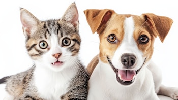 Las campañas veterinarias son esenciales