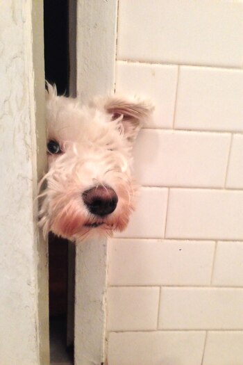 Gogo luce la clásica barba