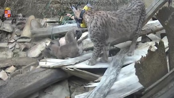 Los tres cachorros de Virgo, la hembra de lince ibérico reintroducida en el Cerrato Palentino hace un año. (Junta de Castilla y León)
