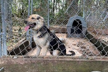 Perro - 4 años jaula - adoptado