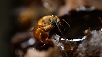 The Wider Image: In Brazil, Indigenous experts care for native, stingless bees