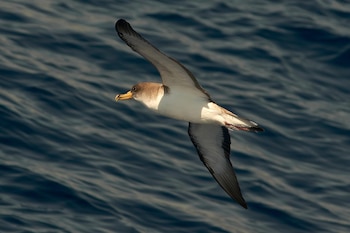 Pardela cenicienta de plumaje blanco y pardo en vuelo con las alas extendidas sobre el agua marina