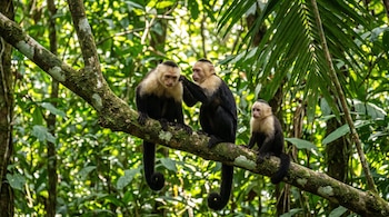 Un tronco de árbol cubierto de musgo sostiene a tres monos capuchinos; el bosque tropical con luz natural conforma el fondo.