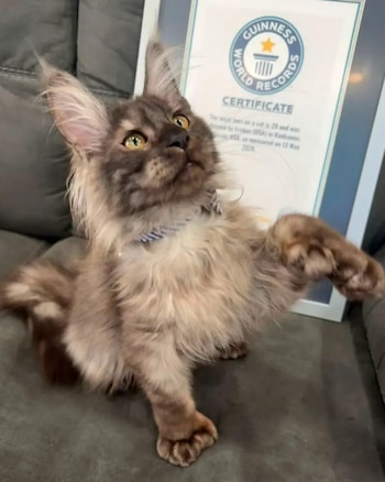 El gato con 29 dedos que entró al récord Guinness: la historia de Erebus Anomaly