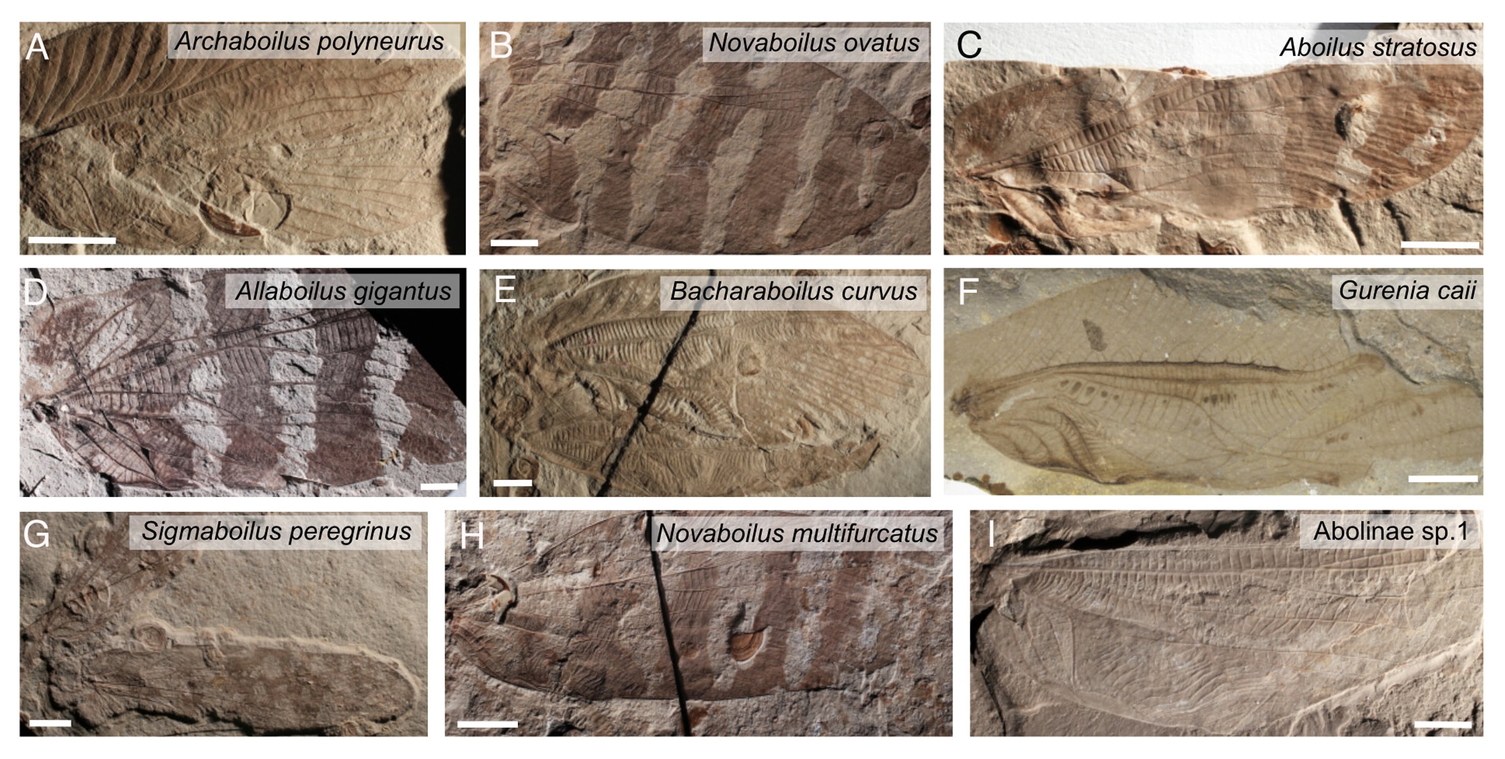 A handout photo shows examples of fossilized wings of the nine insect species presented in a study by scientists reconstructing the sounds of EarthÕsforests 165 milliion years ago. By studying the fossilized wings of ancient insects as well as the bioacoustics of their living relatives, the researchers were able to use computer modeling and machine learning to replicate their sounds. (Gu, Montealegre-Z & Jonsson, et al. via The New York Times)Ñ NO SALES; FOR EDITORIAL USE ONLY WITH NYT STORY SLUGGED JURASSIC SOUNDSCAPE BY ANNIE ROTH FOR SEPT. 3, 2026. ALL OTHER USE PROHIBITED. Ñ