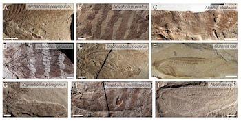 A handout photo shows examples of fossilized wings of the nine insect species presented in a study by scientists reconstructing the sounds of EarthÕsforests 165 milliion years ago. By studying the fossilized wings of ancient insects as well as the bioacoustics of their living relatives, the researchers were able to use computer modeling and machine learning to replicate their sounds. (Gu, Montealegre-Z & Jonsson, et al. via The New York Times)Ñ NO SALES; FOR EDITORIAL USE ONLY WITH NYT STORY SLUGGED JURASSIC SOUNDSCAPE BY ANNIE ROTH FOR SEPT. 3, 2026. ALL OTHER USE PROHIBITED. Ñ