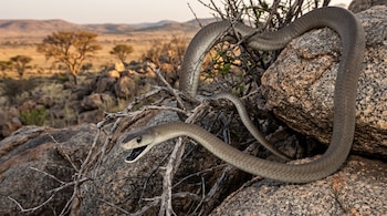Serpiente mamba negra con la boca abierta entre ramas secas y piedras grandes frente a un valle árido.