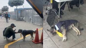 Perrito con uniforme del Metropolitano