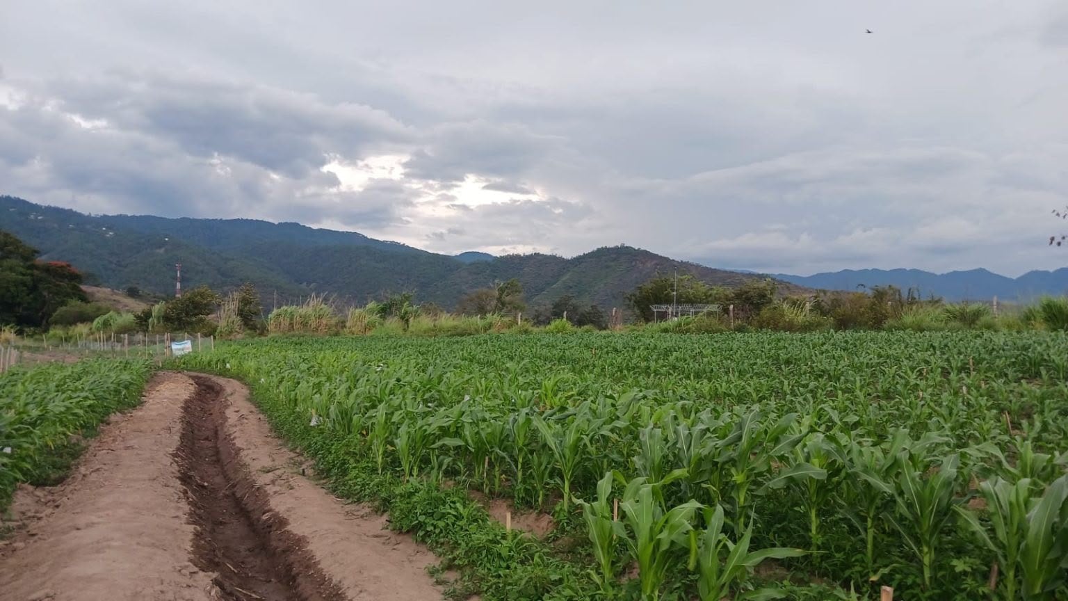 El Viceministerio de Desarrollo Económico Rural recomendó evitar las labores de labranza mientras el terreno permanezca anegado. (MAGA)