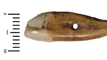 Un colgante de diente humano reveló un adorno único de hace 6.500 años