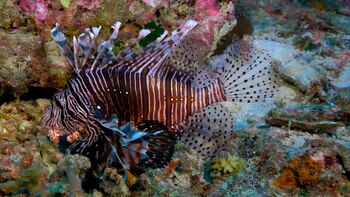 Bancos de peces tropicales nadan