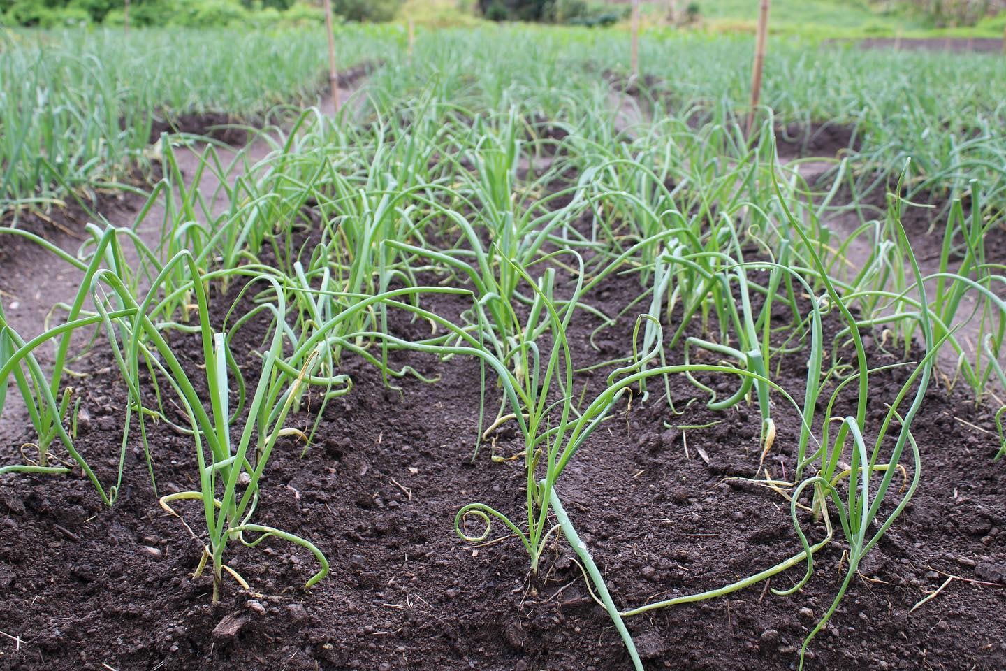 En Panamá el rendimiento promedio del cultivo de cebolla es de 635.43 quintales por hectárea.