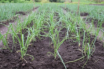 La reforma plantea pagos por