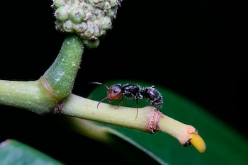 Los insectos se ven muy