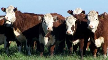 La ganadería exhibe su fortaleza