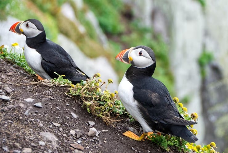 BirdLife International calcula que la población europea de frailecillos podría caer hasta un 79% hacia el año 2065 (Crédito: Magnific)